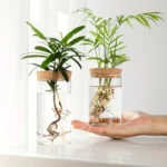 Desktop Plant Propagation Station for Home Decoration